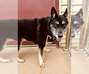 German Shepherd Dog-Unknown Mix Dogs for adoption in Mt. Airy, MD, USA