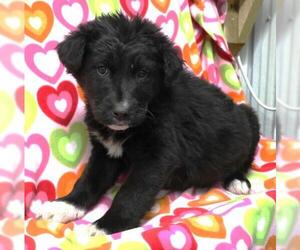 Mutt Dogs for adoption in Thief River Falls, MN, USA