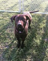 Labrador Retriever Dogs for adoption in Washougal, WA, USA