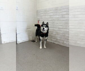 Siberian Husky Dogs for adoption in San Bernardino, CA, USA