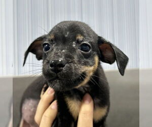 Doberman Pinscher-Unknown Mix Dogs for adoption in Chico, CA, USA