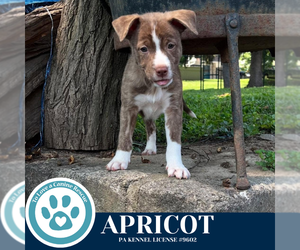 Boxer-Unknown Mix Dogs for adoption in Kimberton, PA, USA