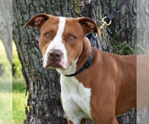 American Pit Bull Terrier Dogs for adoption in Riverwoods, IL, USA