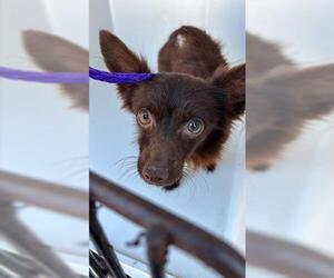 Chihuahua Dogs for adoption in Houston, TX, USA