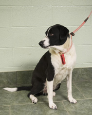 Border Collie Dogs for adoption in Ada, OK, USA