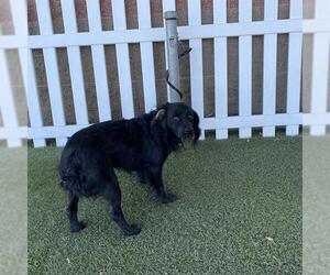 American Water Spaniel Dogs for adoption in Modesto, CA, USA