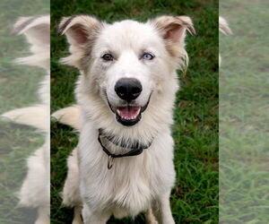 Siberian Husky Dogs for adoption in Evansville, IN, USA