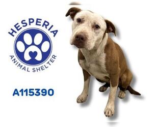 American Pit Bull Terrier-Unknown Mix Dogs for adoption in HESPERIA, CA, USA