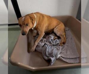 Mutt Dogs for adoption in Riverside, CA, USA