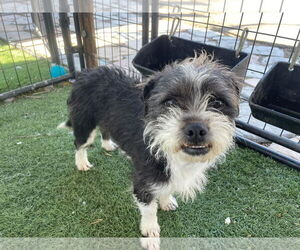 Brussels Griffon-Unknown Mix Dogs for adoption in Turlock, CA, USA