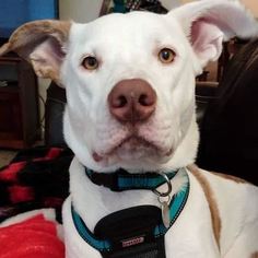 American Bulldog-Greyhound Mix Dogs for adoption in McKenna, WA, USA