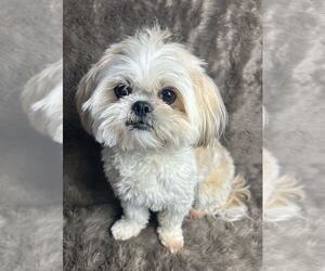 Shih Tzu-Unknown Mix Dogs for adoption in Grafton, WI, USA