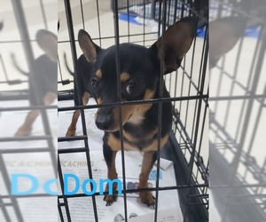 Miniature Pinscher Dogs for adoption in Pembroke, GA, USA