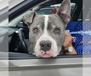 American Staffordshire Terrier-Unknown Mix Dogs for adoption in Fort Lauderdale, FL, USA