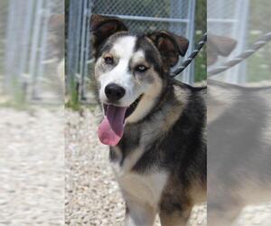 Huskies -Unknown Mix Dogs for adoption in Monticello, IA, USA
