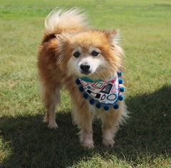 Pomeranian Dogs for adoption in Carrollton, TX, USA
