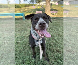 Mutt Dogs for adoption in Evansville, IN, USA