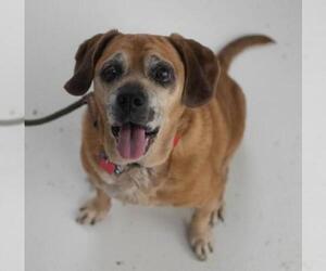 Puggle Dogs for adoption in Minneapolis, MN, USA