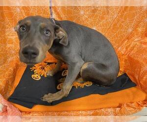 Doberman Pinscher-Unknown Mix Dogs for adoption in Modesto, CA, USA