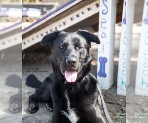 Labrador Retriever-Unknown Mix Dogs for adoption in Seal Beach, CA, USA