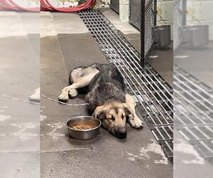 German Shepherd Dog Dogs for adoption in Stockton, CA, USA