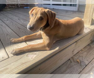 Labsky Dogs for adoption in Virginia Beach, VA, USA