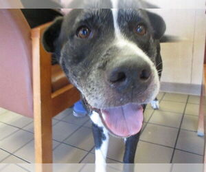 Labrador Retriever Dogs for adoption in Ocala, FL, USA