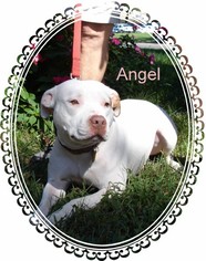 American Staffordshire Terrier Dogs for adoption in Norfolk, VA, USA