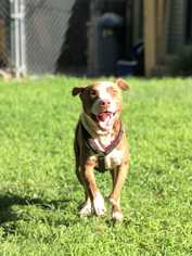 American Pit Bull Terrier-Unknown Mix Dogs for adoption in byhalia, MS, USA