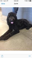Labradoodle Dogs for adoption in Lithia, FL, USA