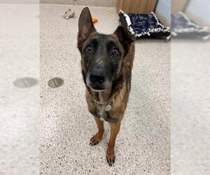 Mutt Dogs for adoption in Brighton, CO, USA