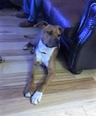 Boxer Dogs for adoption in Roxboro, NC, USA