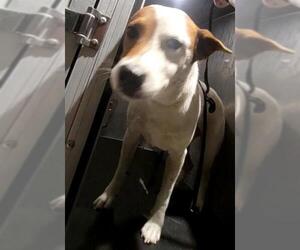 Mutt Dogs for adoption in San Antonio, TX, USA