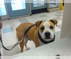 Mastiff-Unknown Mix Dogs for adoption in Oklahoma City, OK, USA