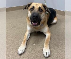German Shepherd Dog Dogs for adoption in Aurora, CO, USA