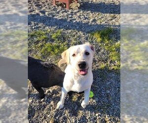 Labrador Retriever Dogs for adoption in Fairbanks, AK, USA