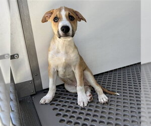 German Shepherd Dog-Unknown Mix Dogs for adoption in San Bernardino, CA, USA