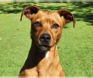 Beagle-Unknown Mix Dogs for adoption in Raleigh, NC, USA