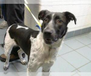 Catahoula Leopard Dog-Unknown Mix Dogs for adoption in Nashville, TN, USA
