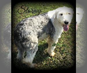 Old English Sheepdog Dogs for adoption in Conway, AR, USA