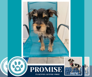 Chihuahua-Unknown Mix Dogs for adoption in Kimberton, PA, USA