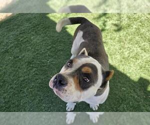 American Bulldog-Unknown Mix Dogs for adoption in HESPERIA, CA, USA