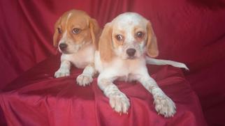 Peagle Dogs for adoption in Commerce, GA, USA