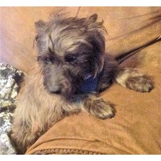 Medium Photo #1 Cairn Terrier Puppy For Sale in Romoland, CA, USA