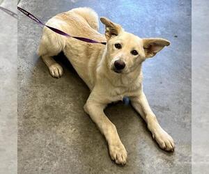 Shepradors Dogs for adoption in Texas City, TX, USA