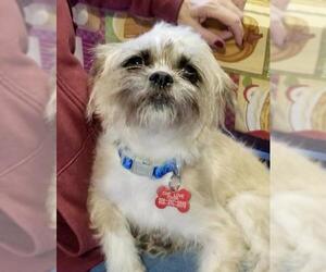 Care-Tzu Dogs for adoption in Bellmawr, NJ, USA