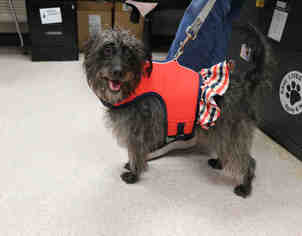 Miniature Schnauzer-Unknown Mix Dogs for adoption in Bowling Green, OH, USA