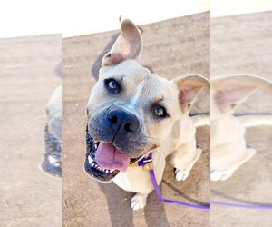 Bullboxer Pit Dogs for adoption in phoenix, AZ, USA