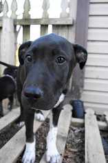 Labrador Retriever Dogs for adoption in Fayette, MO, USA