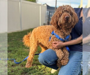 Goldendoodle Dogs for adoption in Boston, MA, USA
